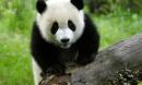 姥姥讲故事 讲故事的动画片 幼儿启蒙故事 爱看书的大熊猫
