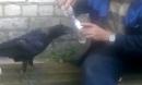 俄罗斯男子教一只乌鸦喝伏特加酷客春季