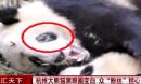 杭州一大熊猫黑眼圈变白 园方称或是螨虫
