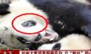 杭州一大熊猫黑眼圈变白 园方称或是螨虫